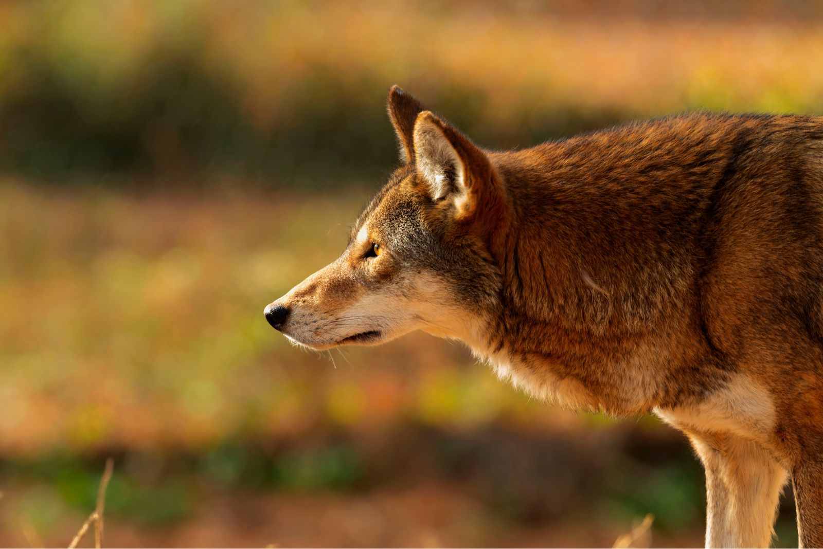 Red Wolf