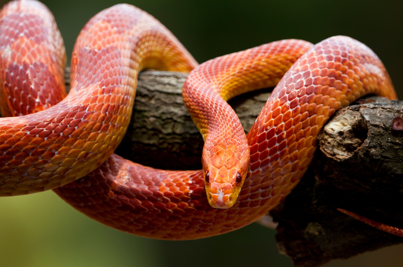 Red corn snake