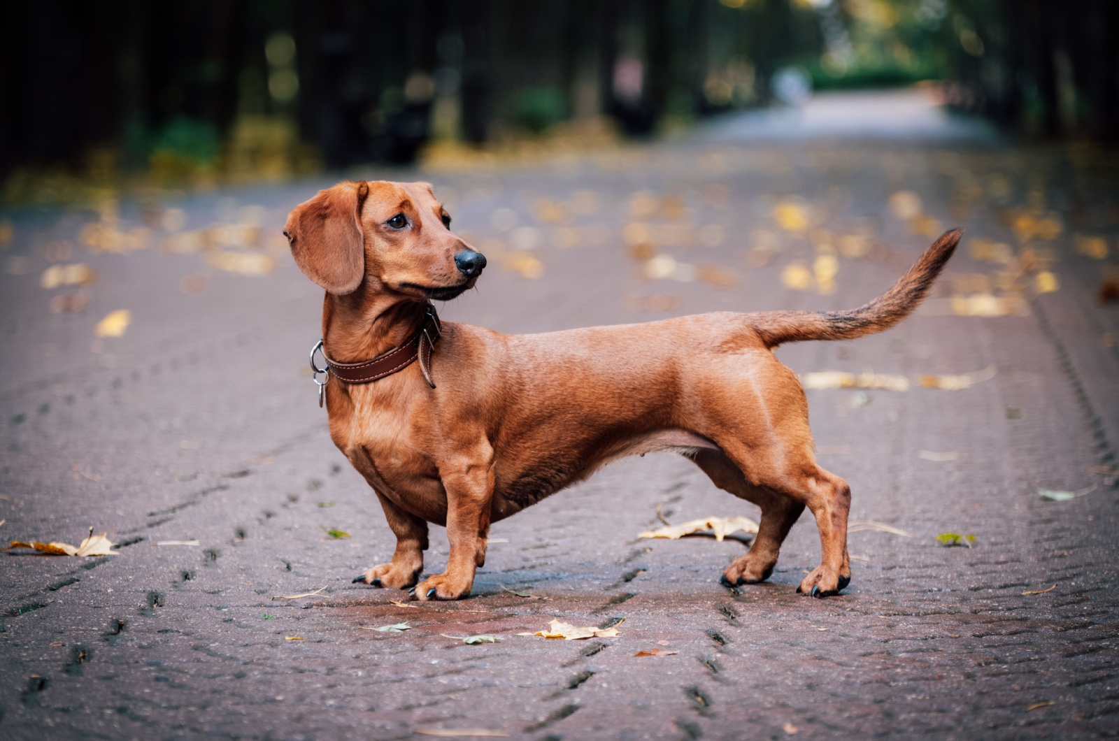 Red dachshund