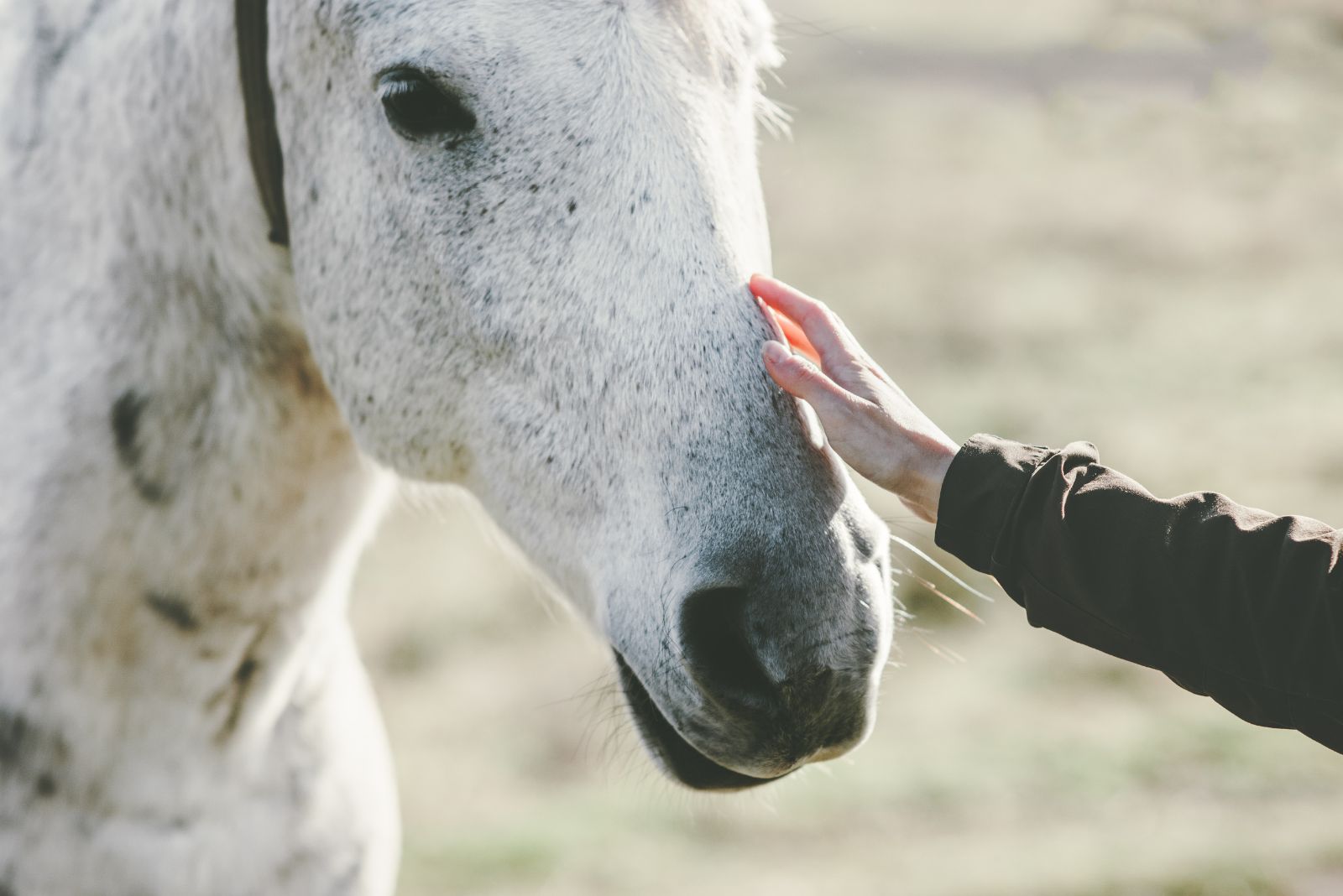 Rescue Horses