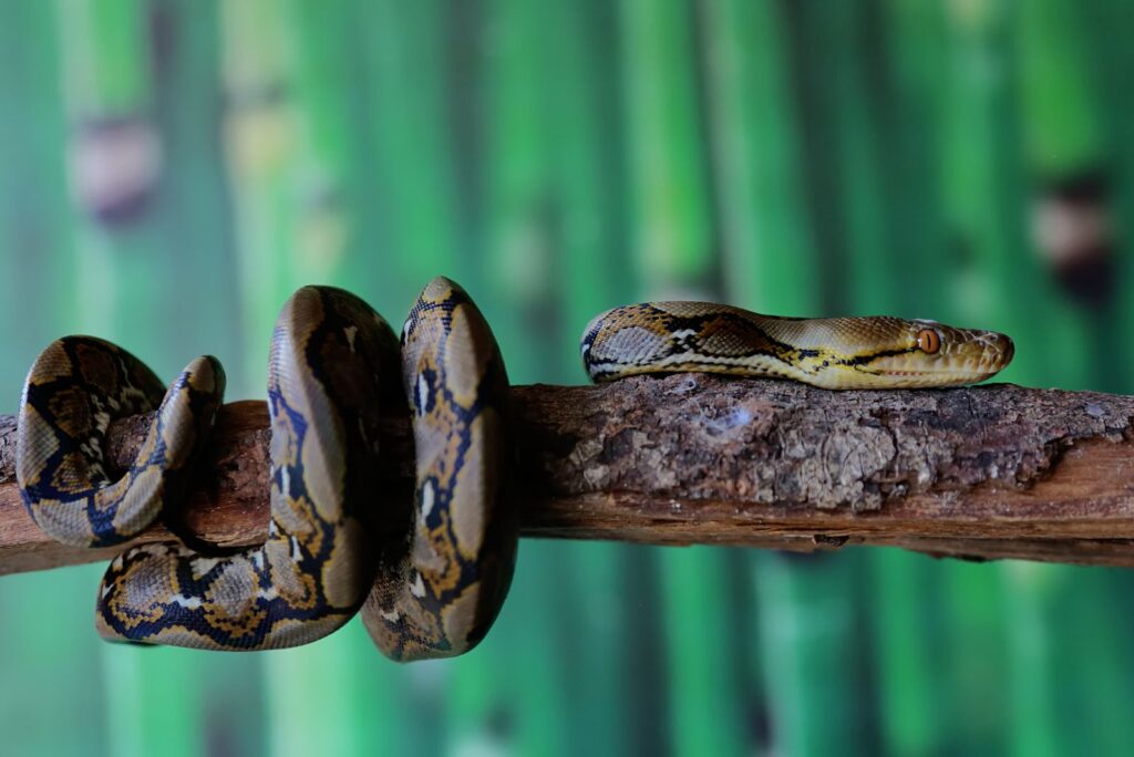 Reticulated Python