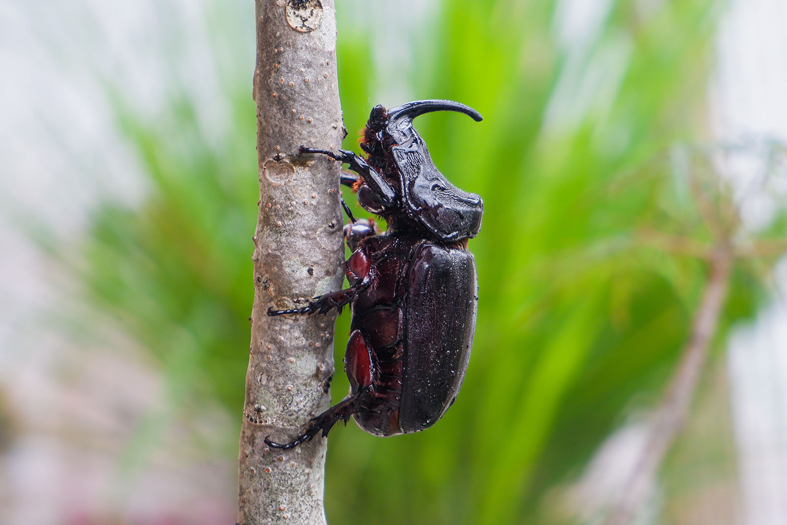 Rhinoceros Beetle