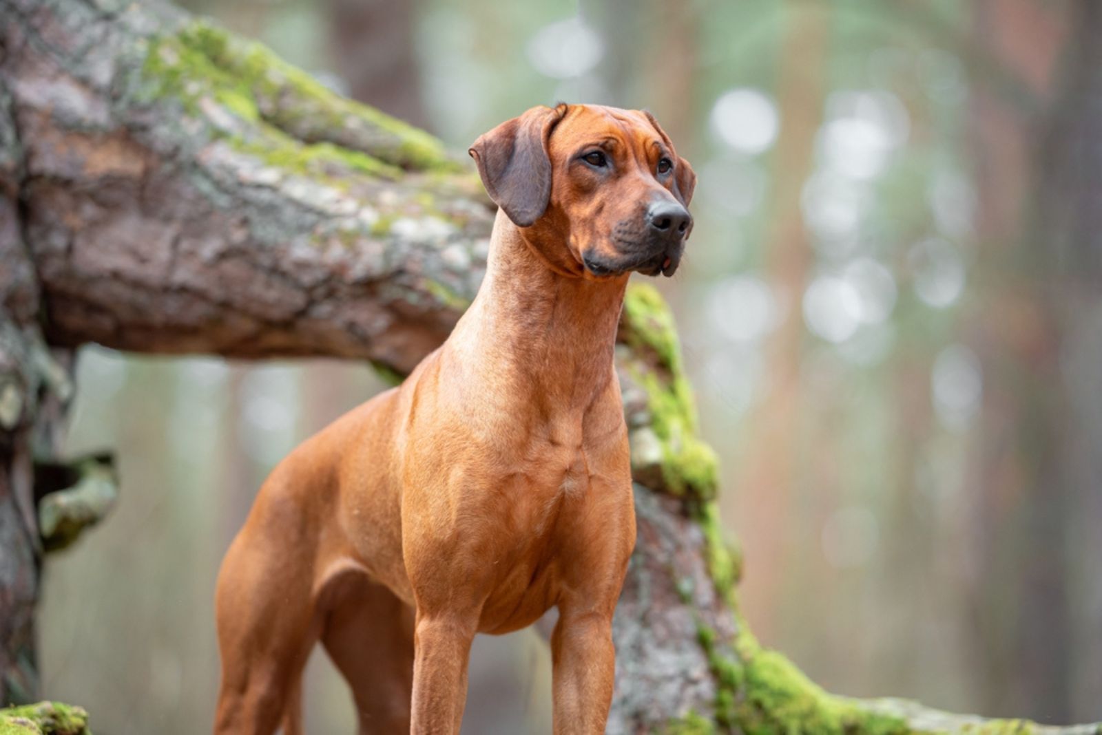 Rhodesian Ridgeback