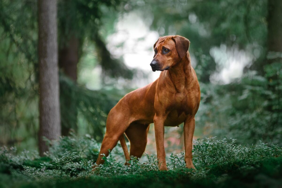 Do Rhodesian Ridgeback Bark A Lot 19 Dog Breeds That Bark The Least (Some Might Surprise You!)