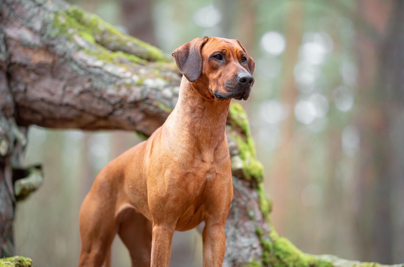 Rhodesian Ridgeback