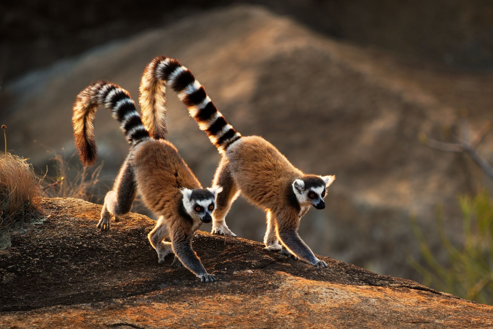 Ring-Tailed Lemur