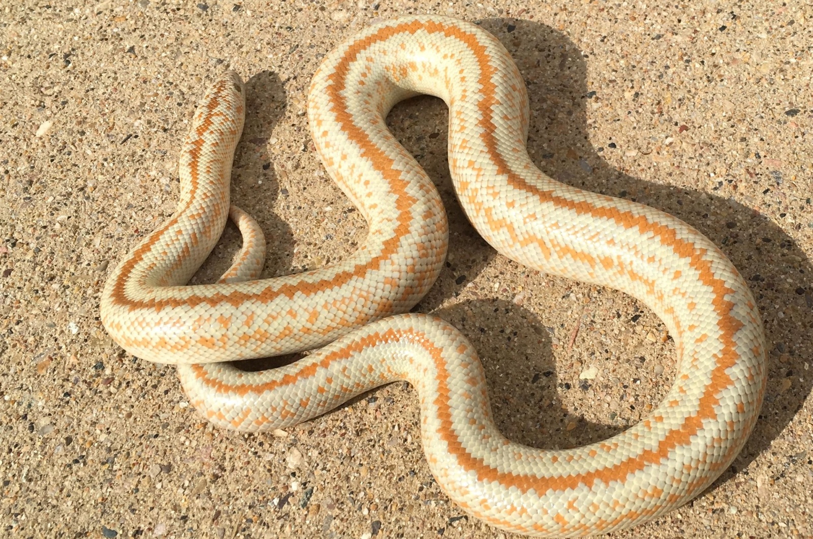 Rosy Boa