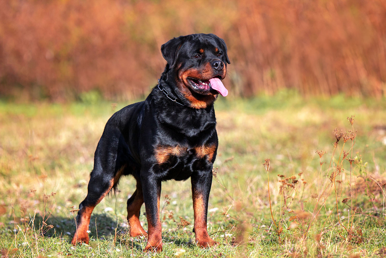 13 Muscular Dog Breeds That Win Hearts Across America