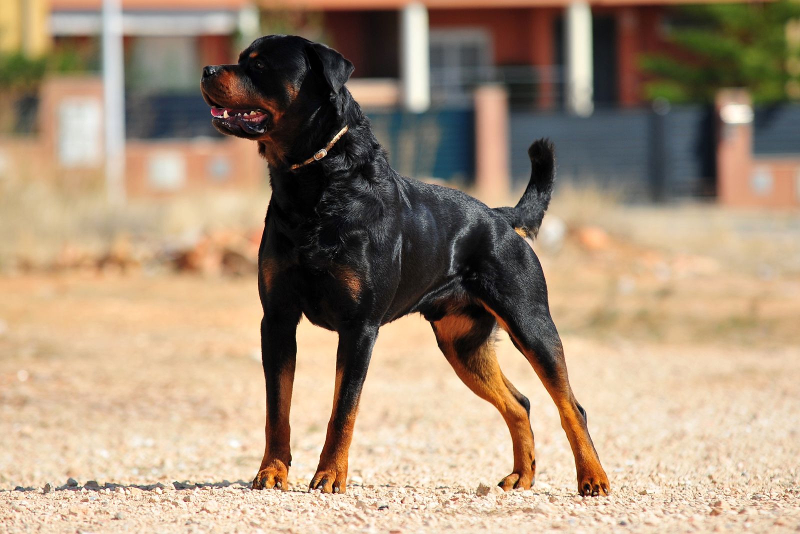 Rottweiler