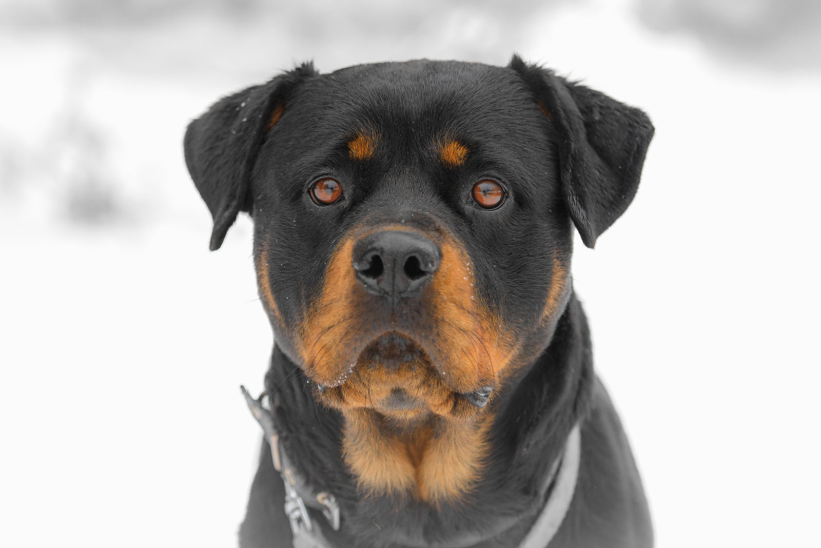 Rottweiler dog