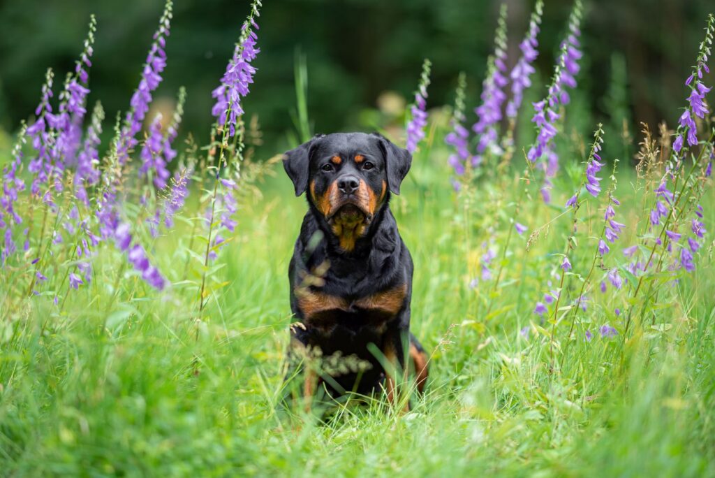 Rottweilers sitting in the grass