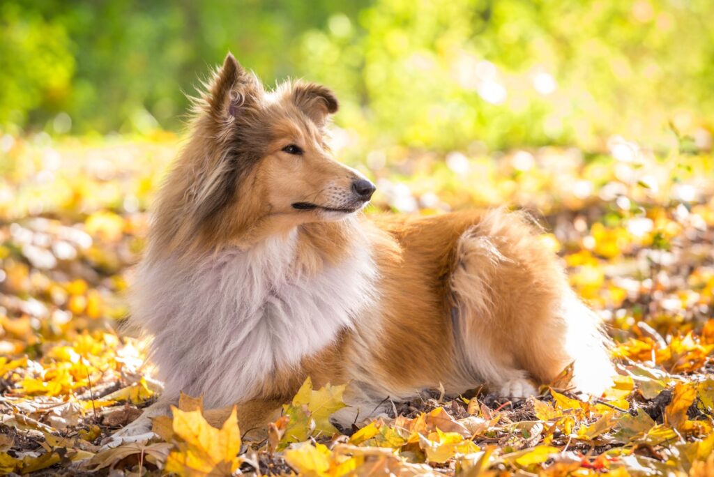 Rough Collie