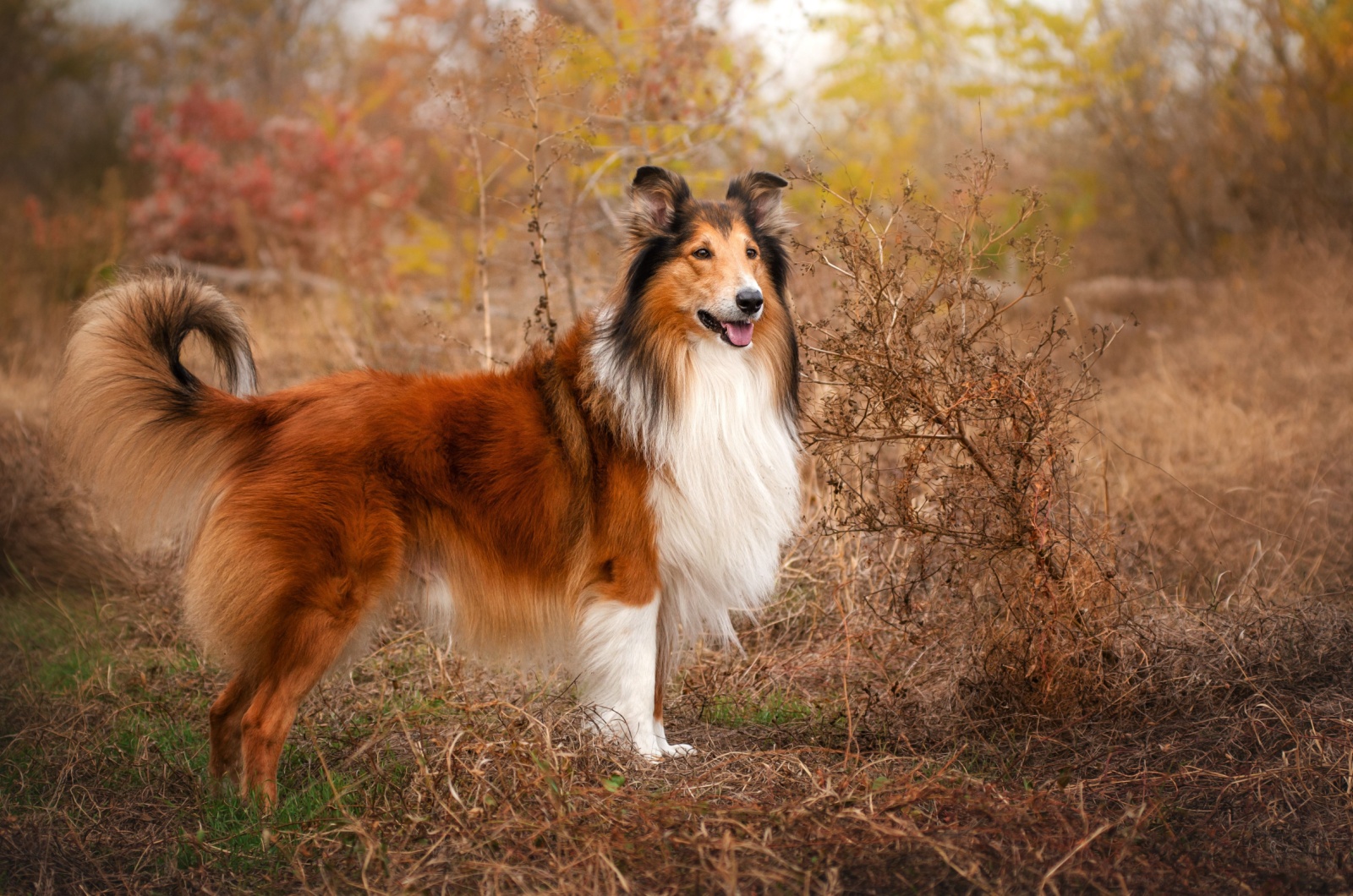 Rough Collie