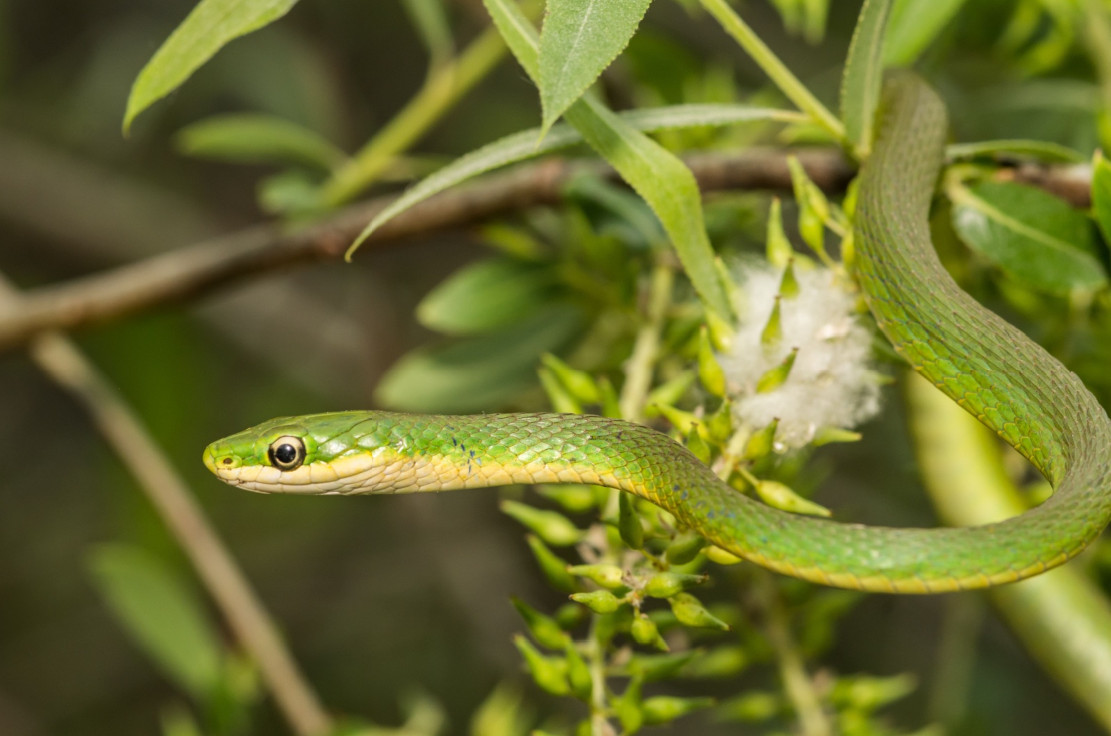 Rough Green Snake