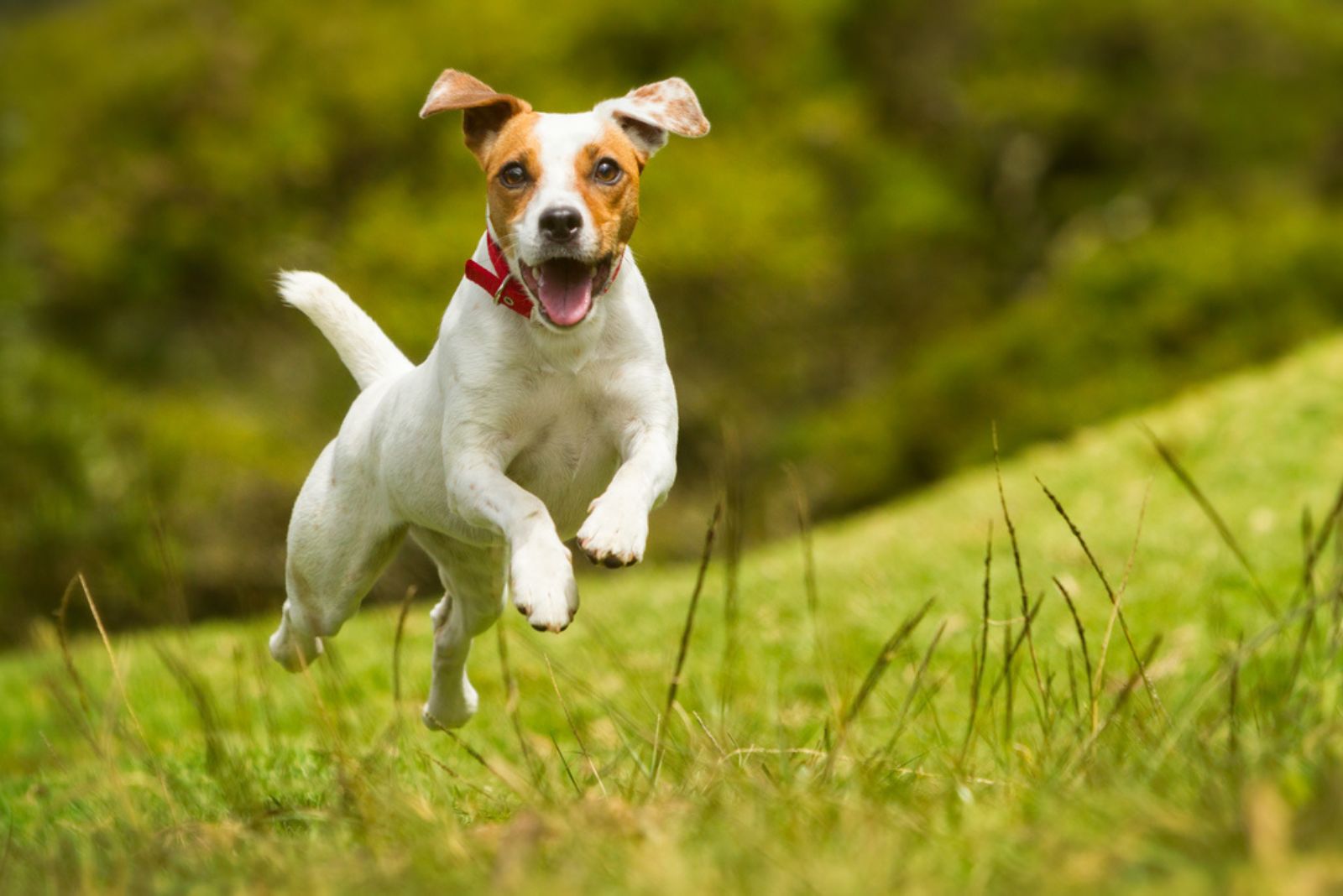 Russell Terrier