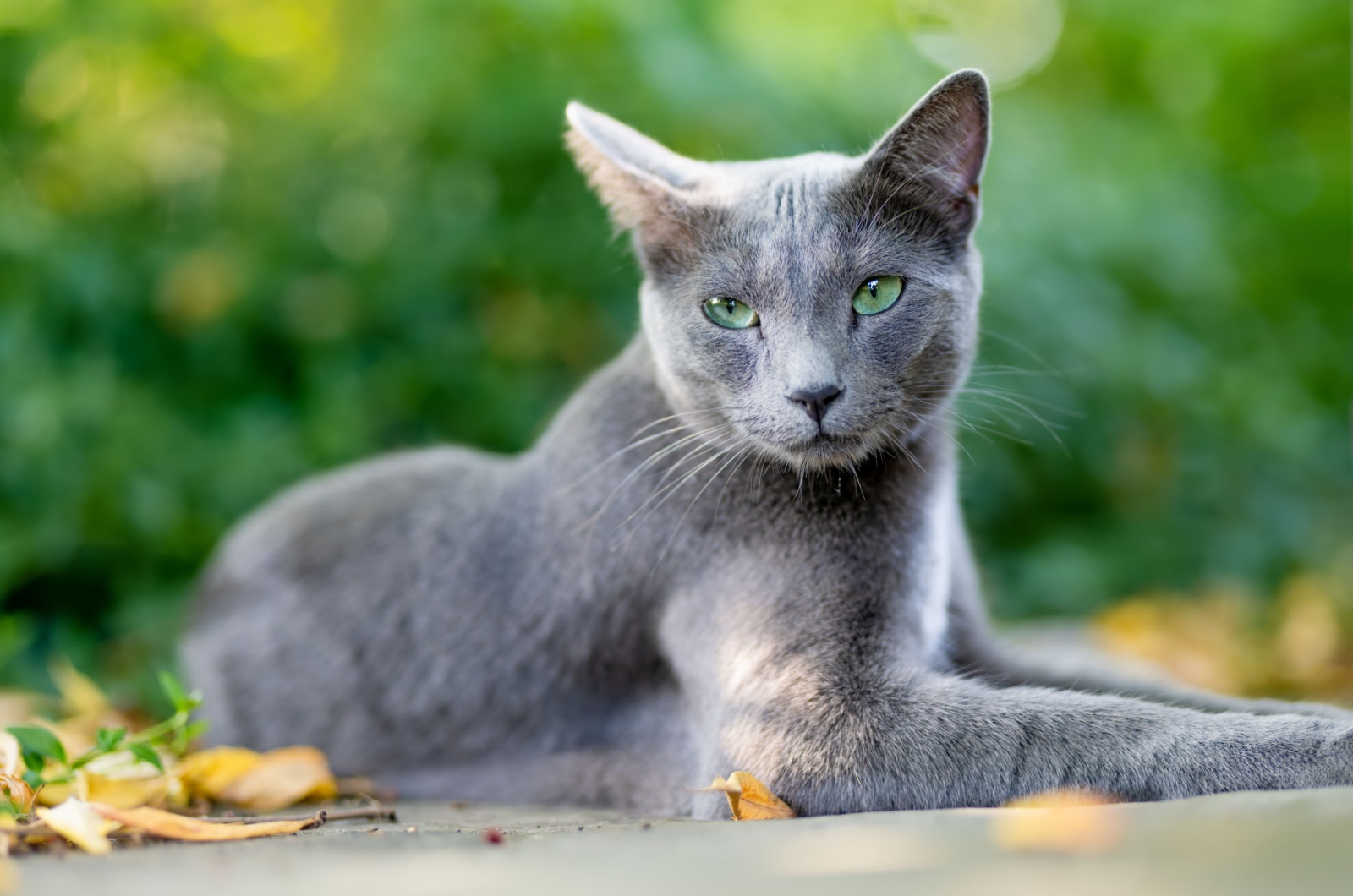 Russian Blue Cat