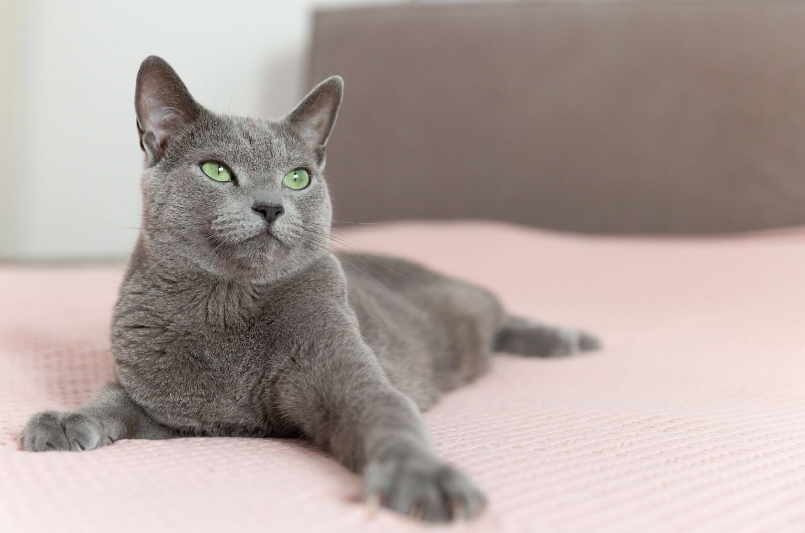 Russian Blue Cat