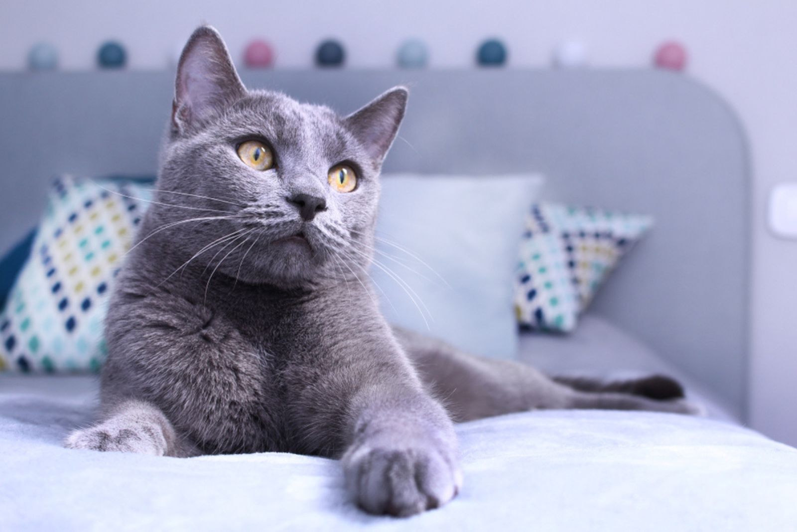 Russian Blue Cat