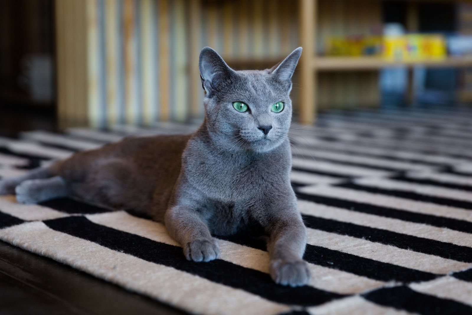 Russian Blue Cat