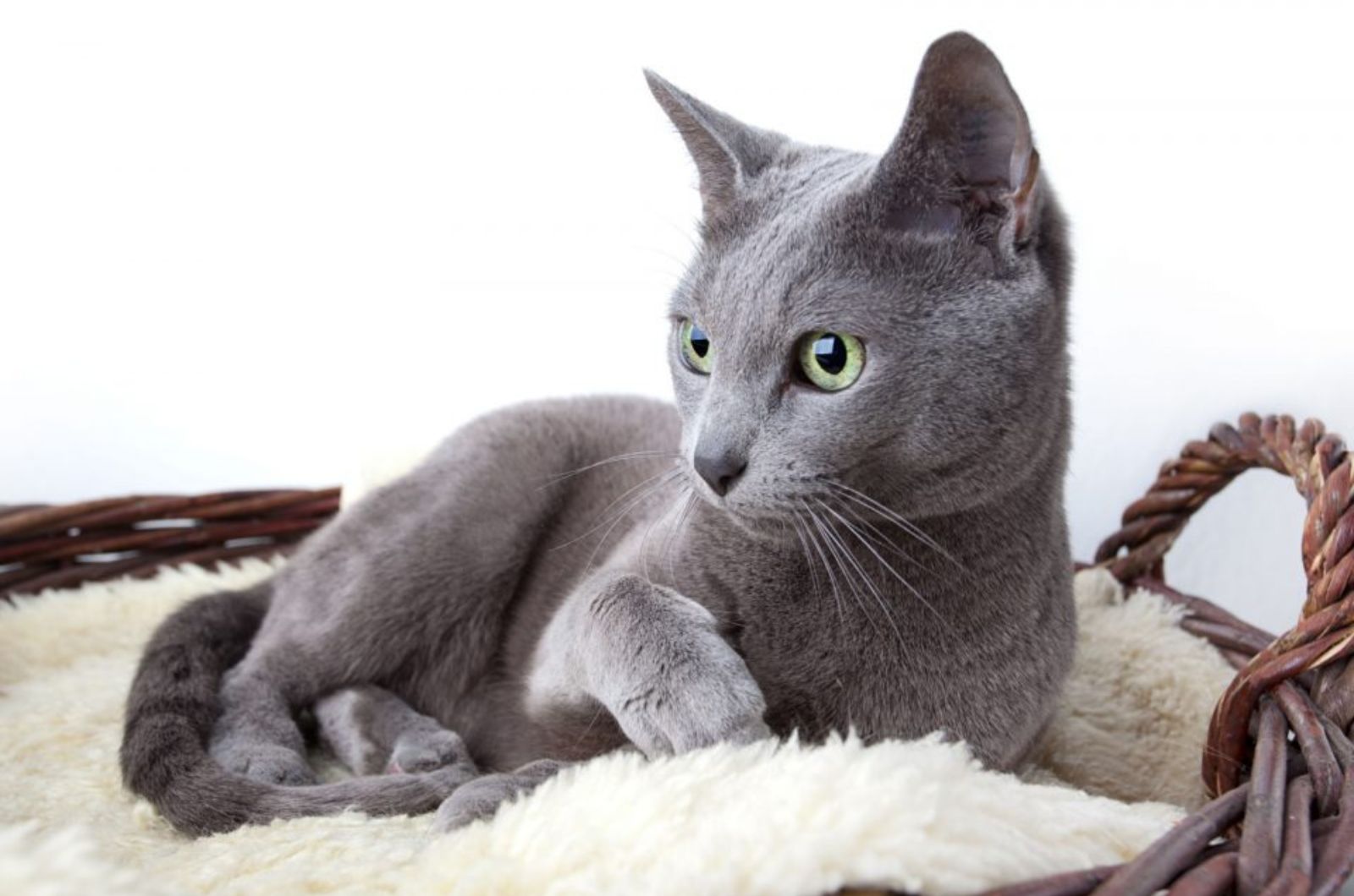 Russian Blue Cat