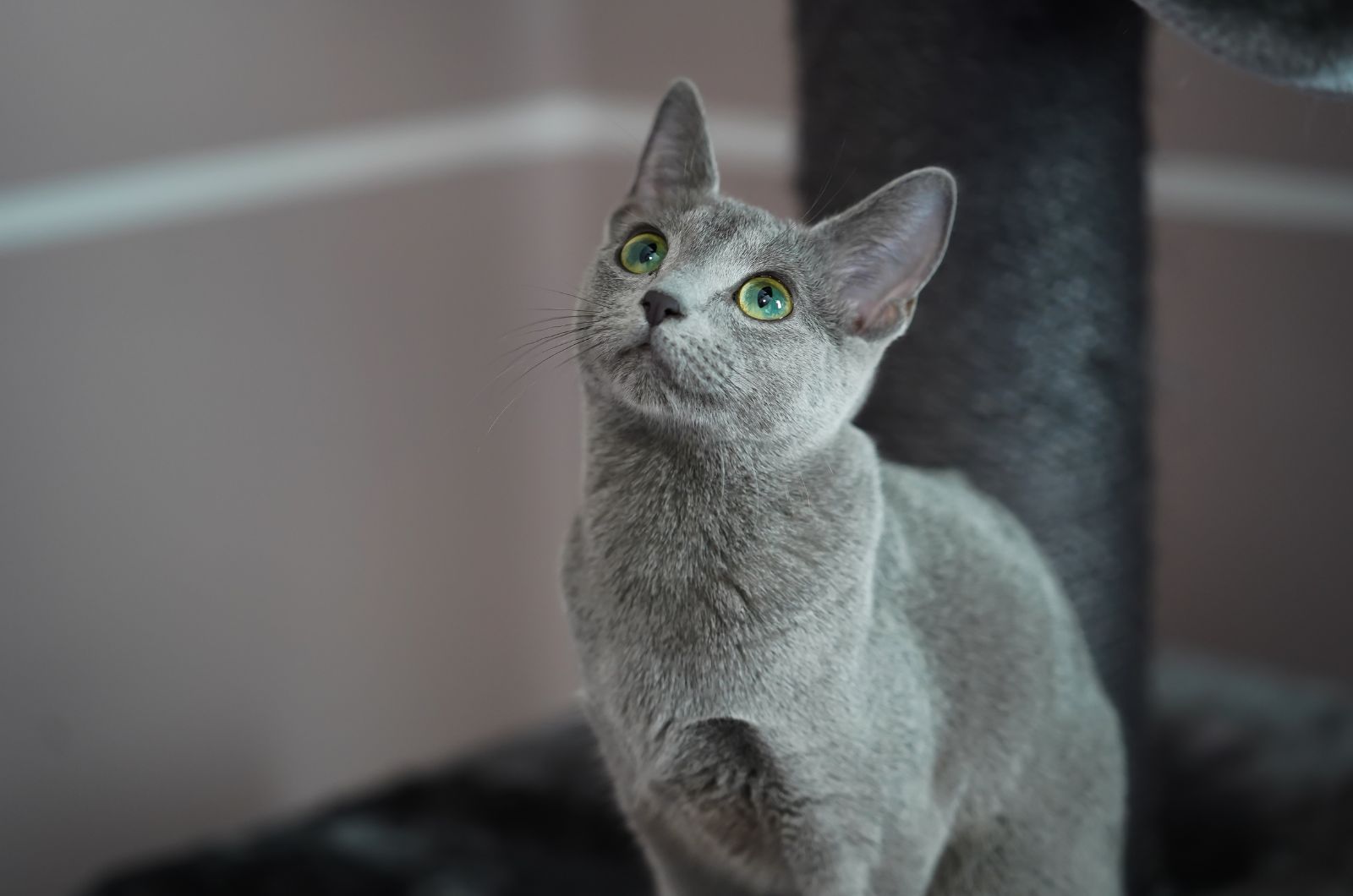 Russian Blue cat