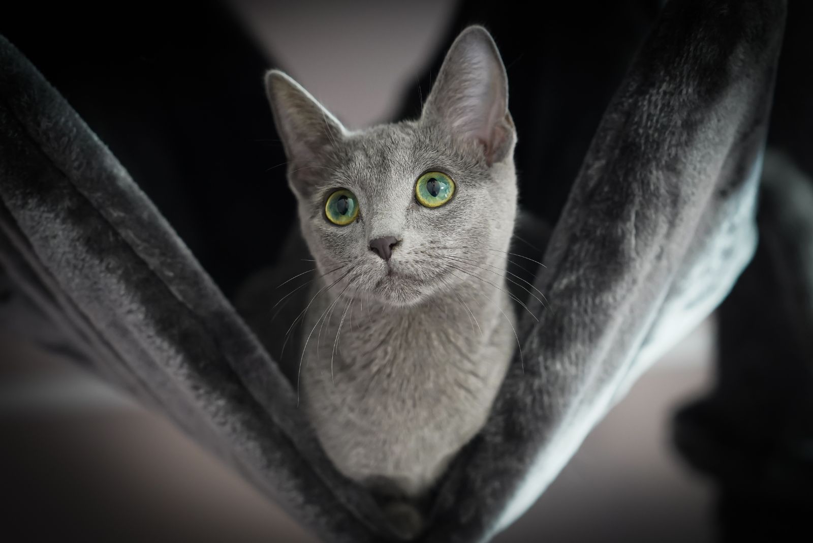 Russian Blue cat