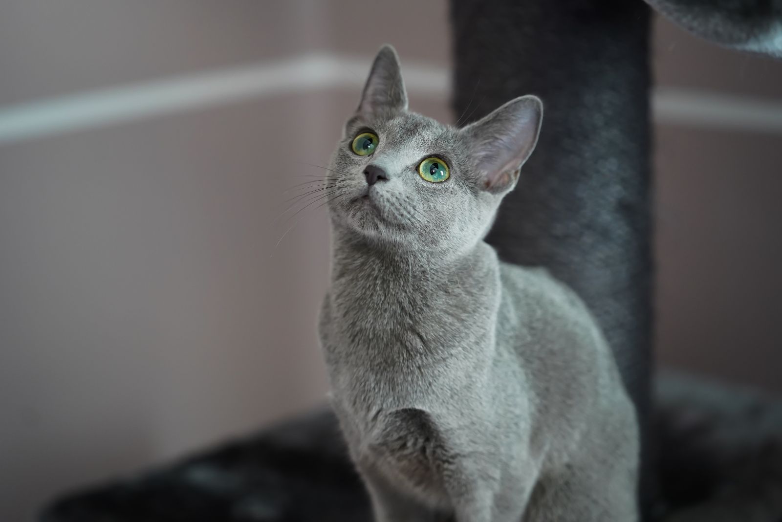 Russian Blue cat looking up