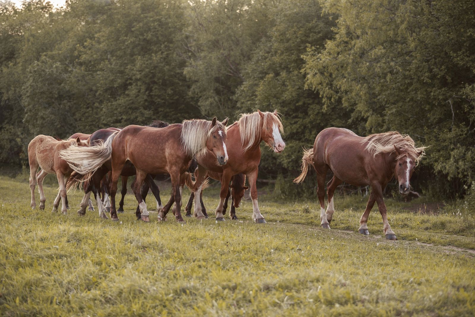 Russian Heavy Draft horses