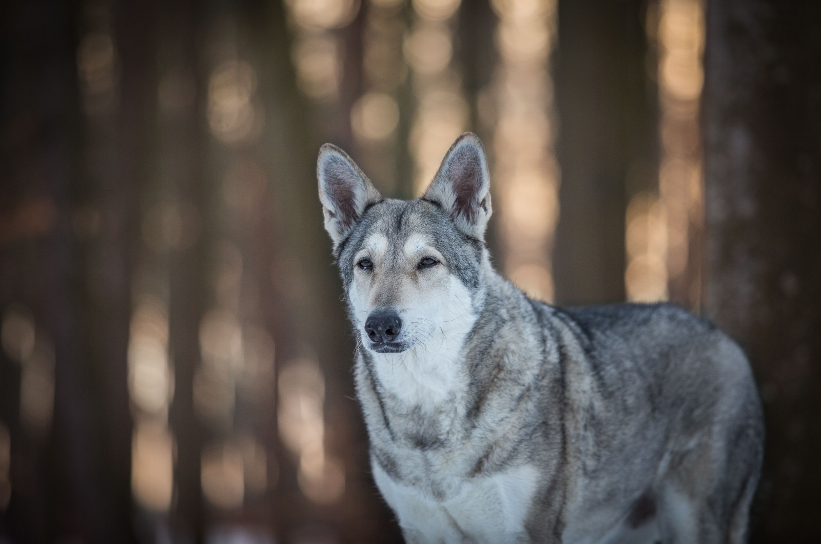 Saarloos Wolfdog