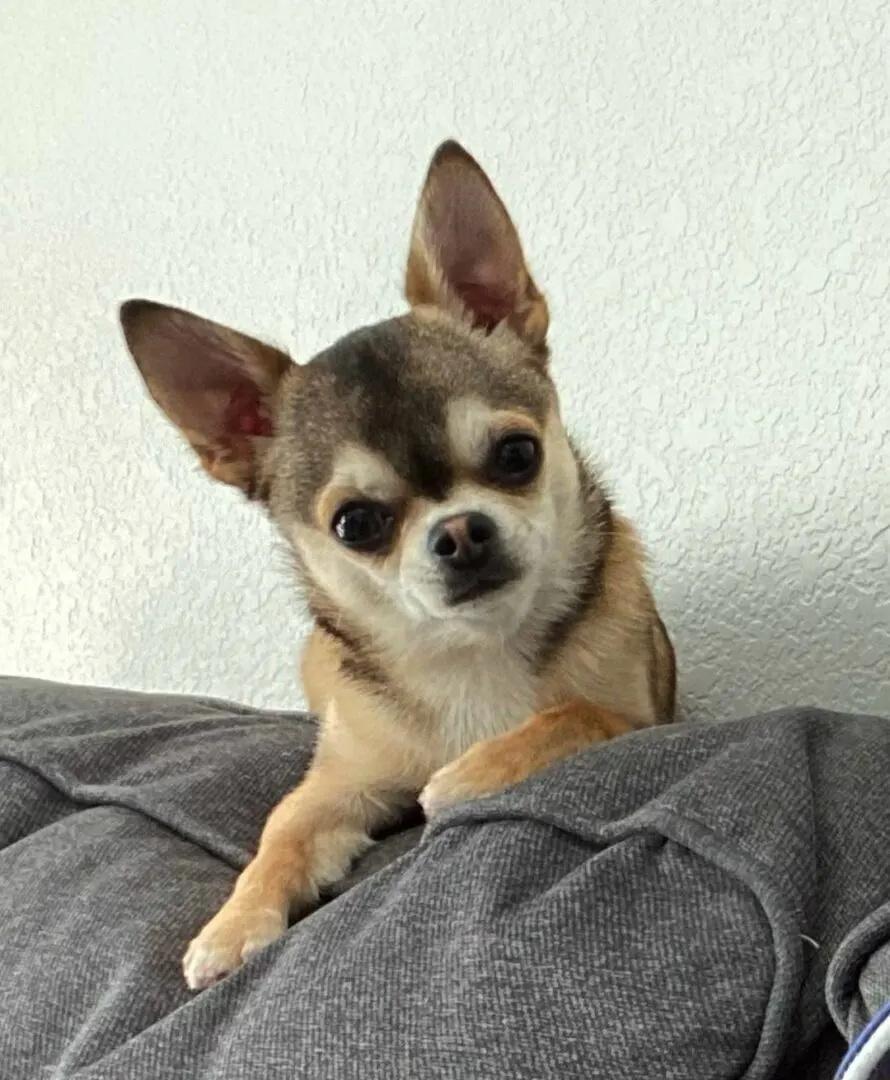 Sable chihuahua