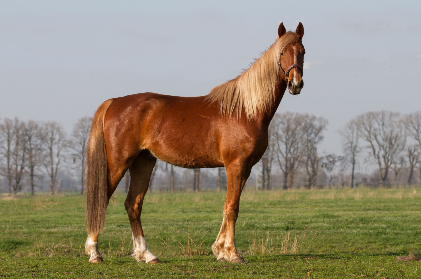 Saddlebred