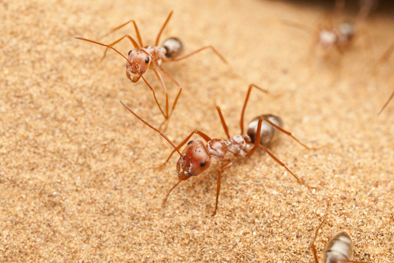 Saharan Silver Ant