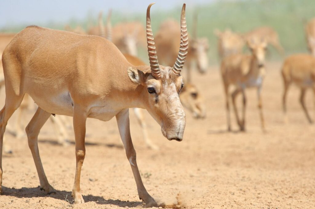 Saiga Antelope