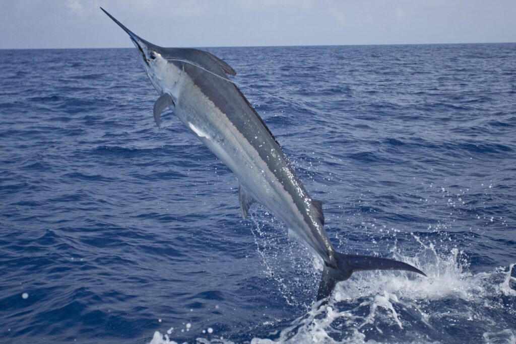 Sailfish