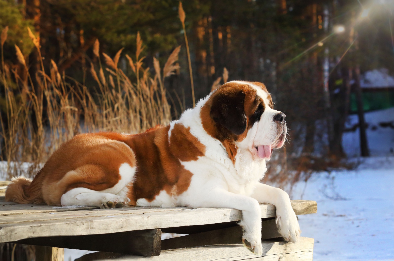 Saint Bernard