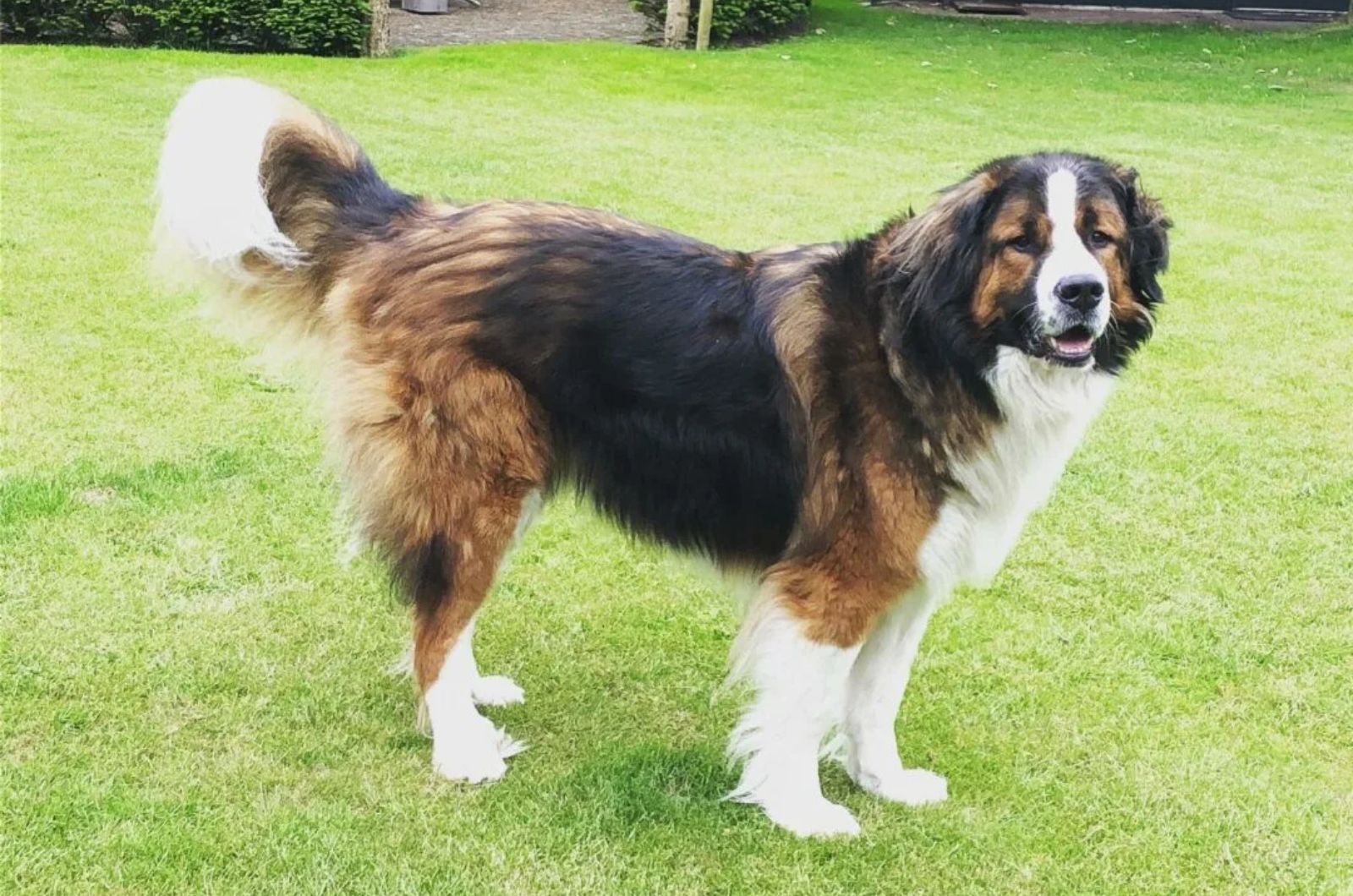 Saint Bernard X Bernese Mountain Dog Mix