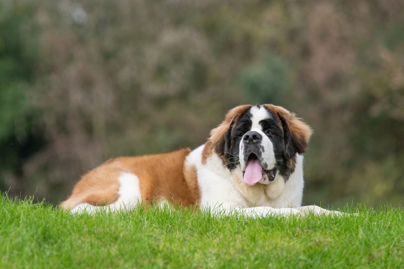 Saint Bernard