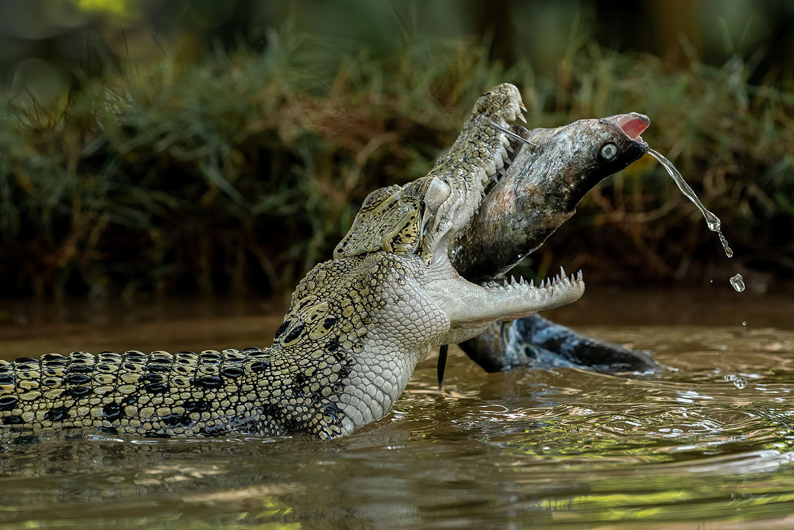 Saltwater Crocodile