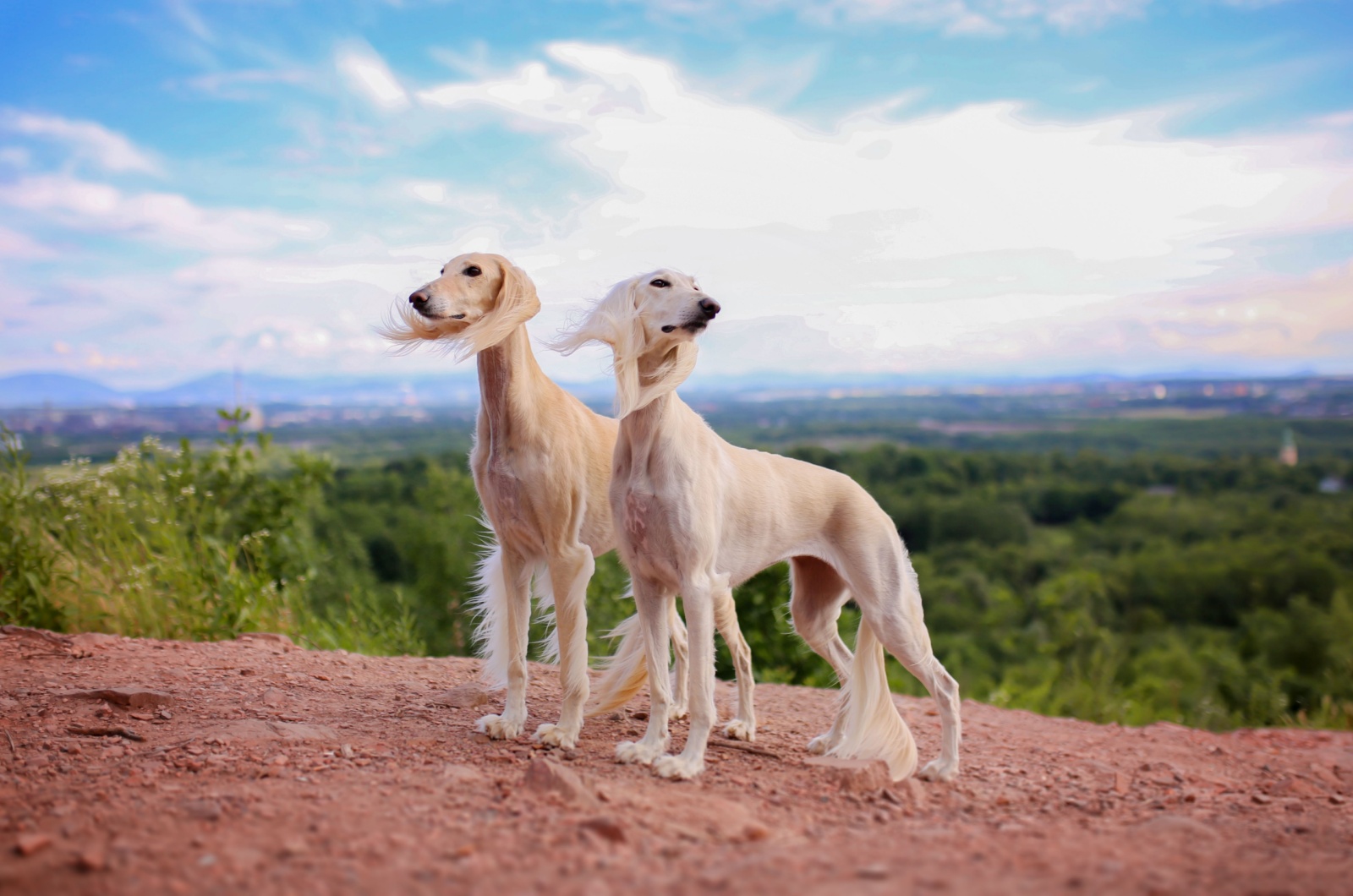 Saluki dogs