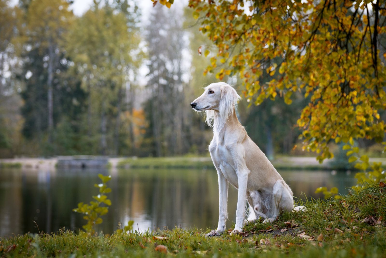 Saluki