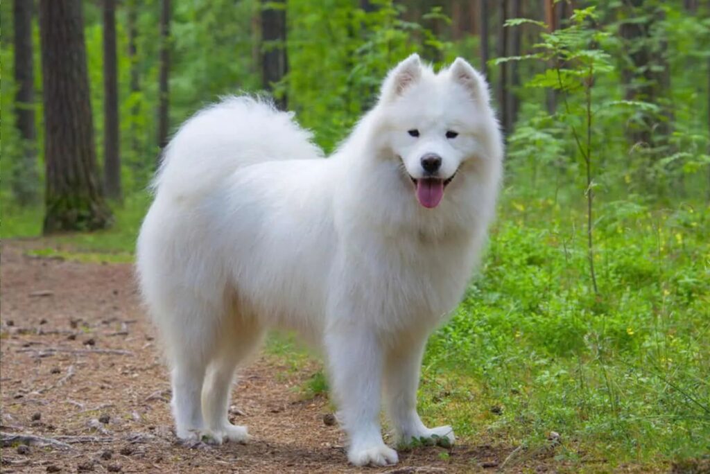 Samoyed