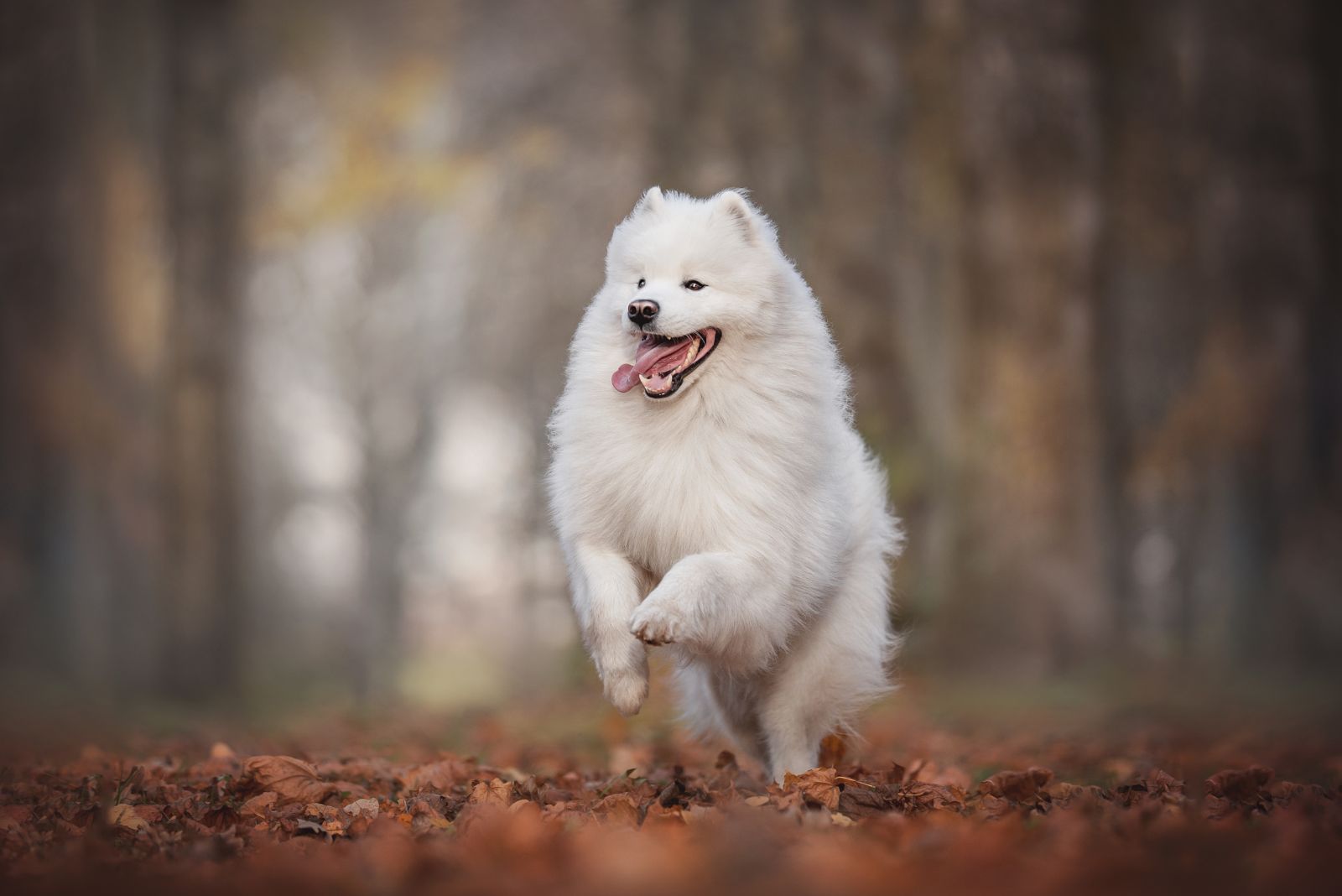 Samoyed