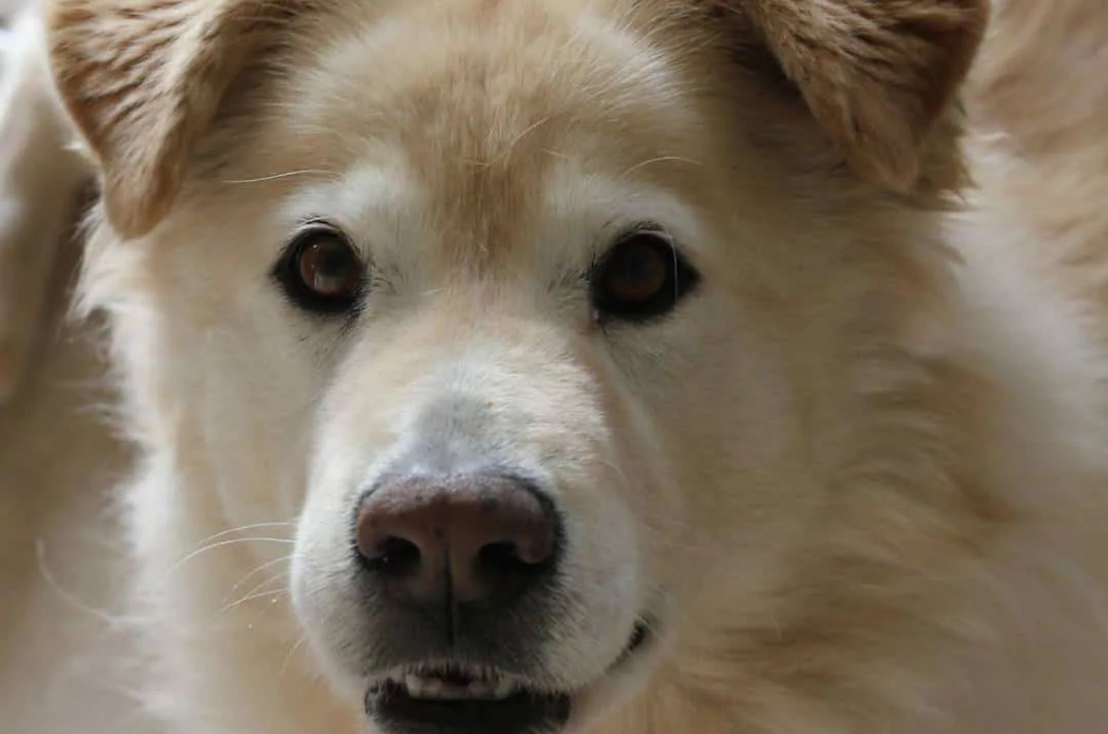 Samoyed X Bernese Mountain Dog Mix