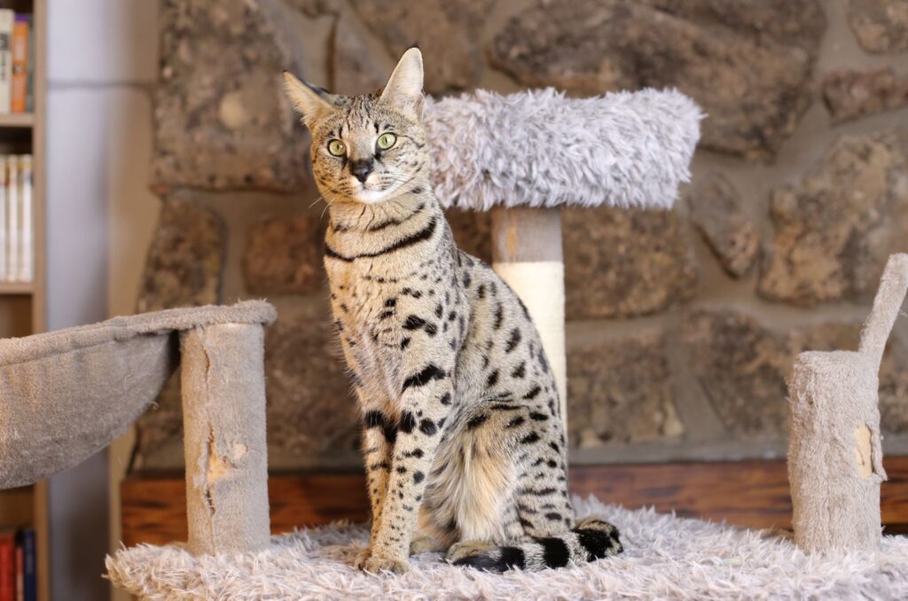 Savannah Cat 