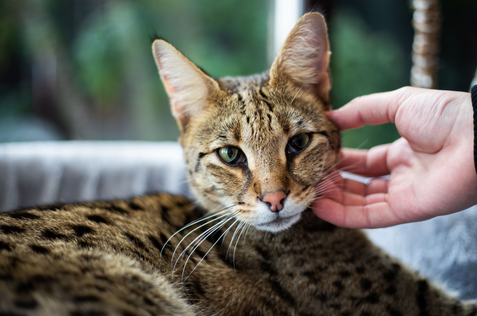 Savannah Cat