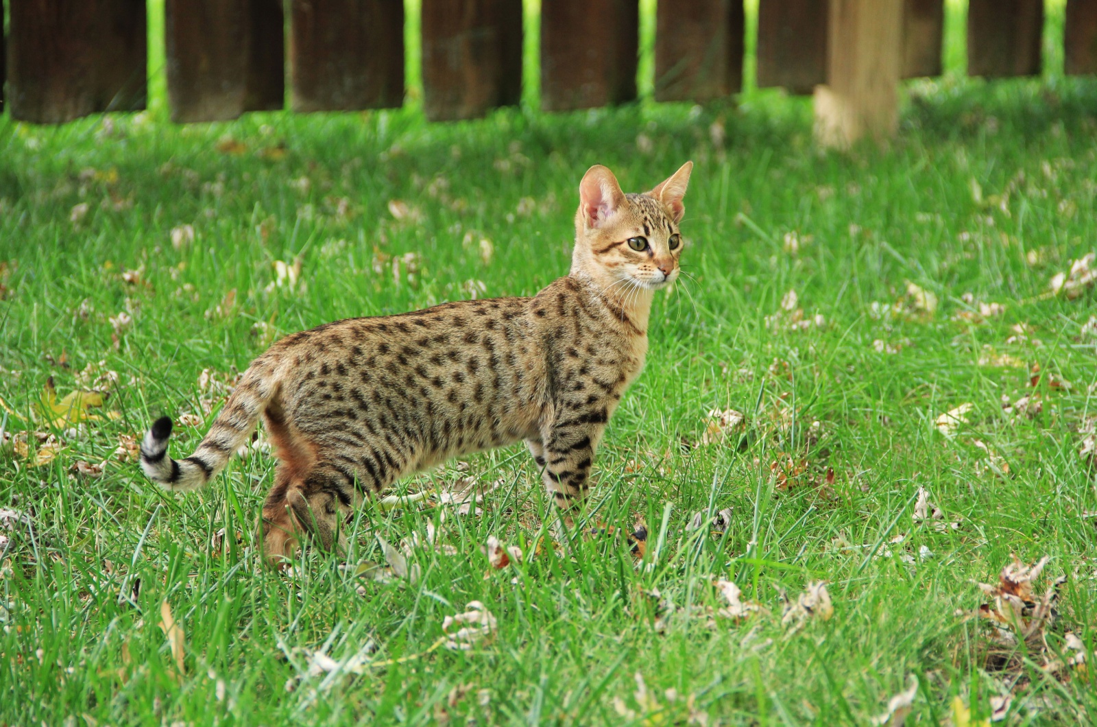 Savannah Cat in garden