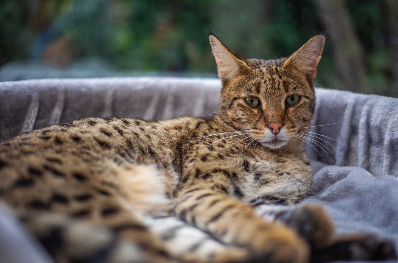 Savannah Cat