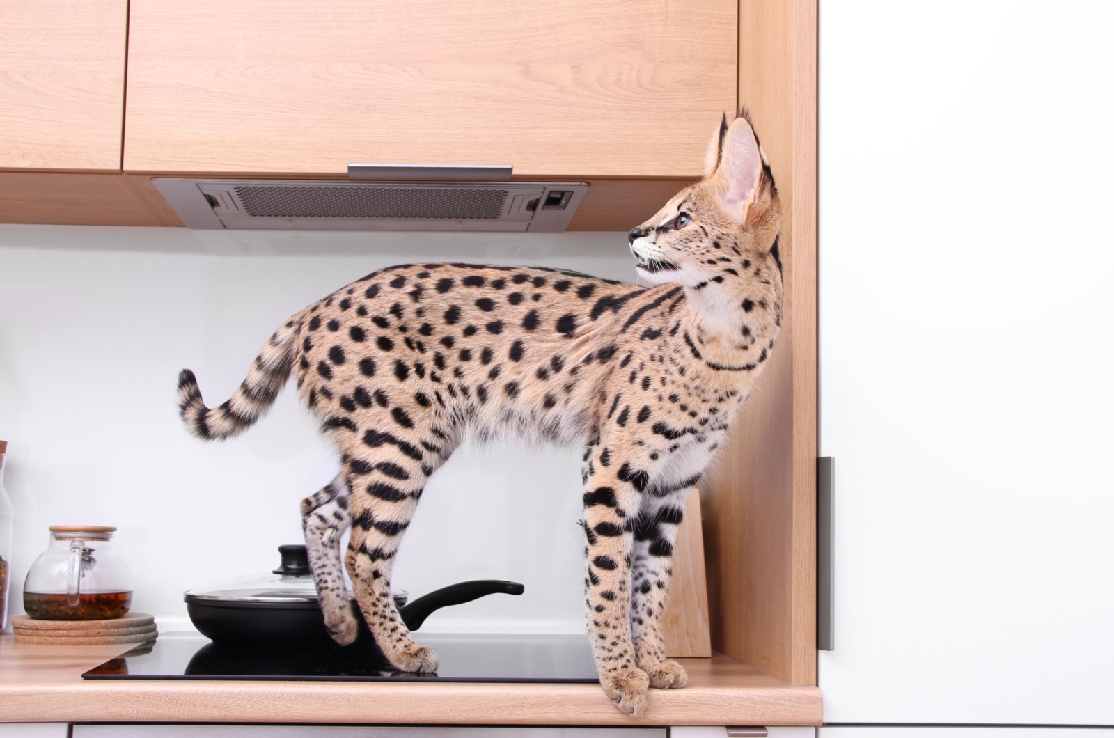 Savannah cat in kitchen