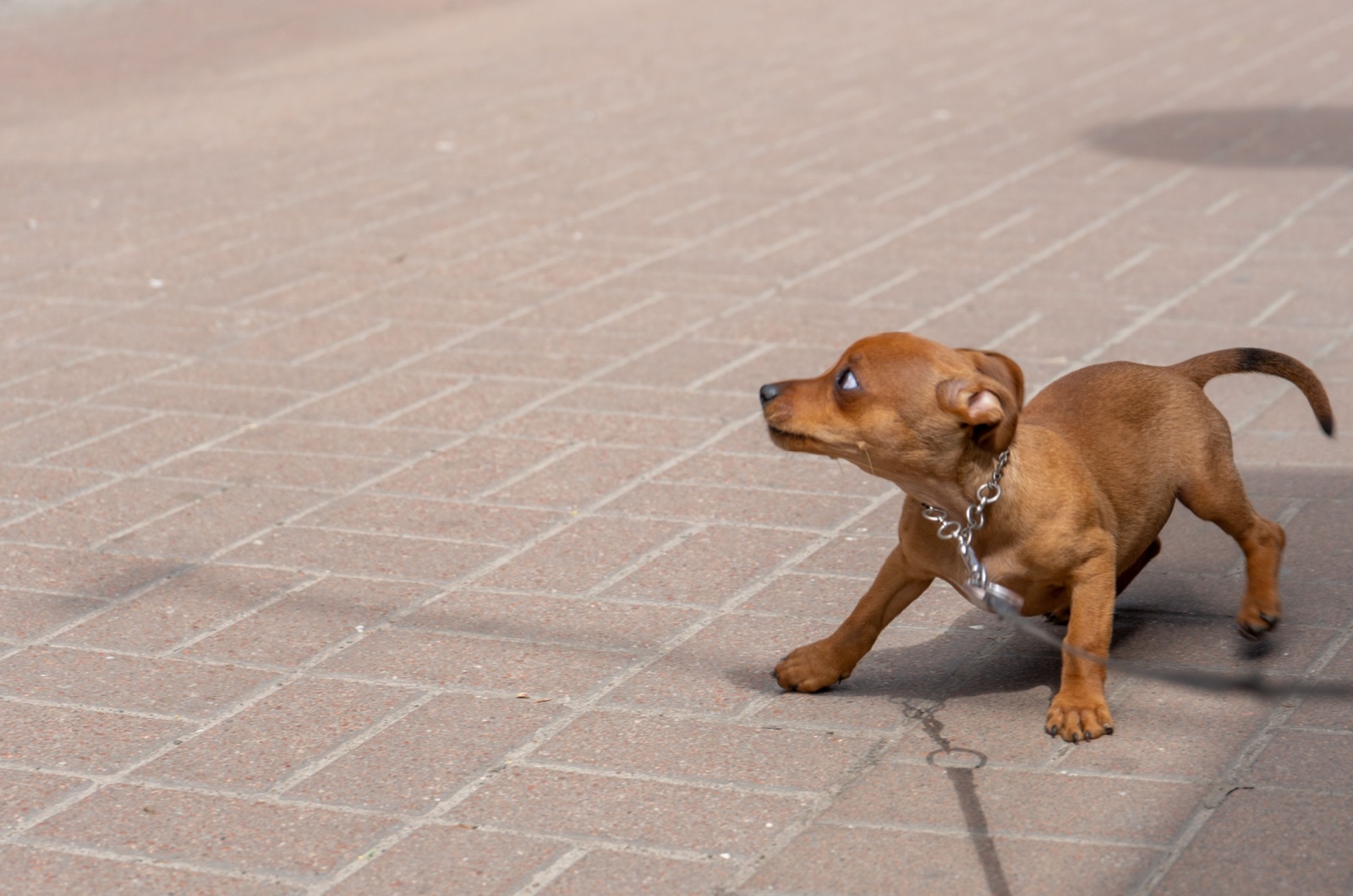 Scared tiny dog