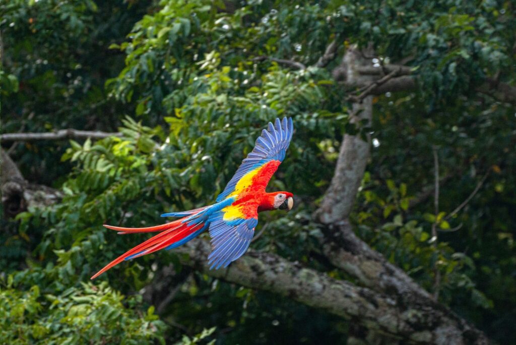 Scarlet Macaw